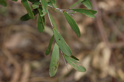 Image of Acacia excelsa by (c) Greg Tasney, some rights reserved (CC BY-SA)