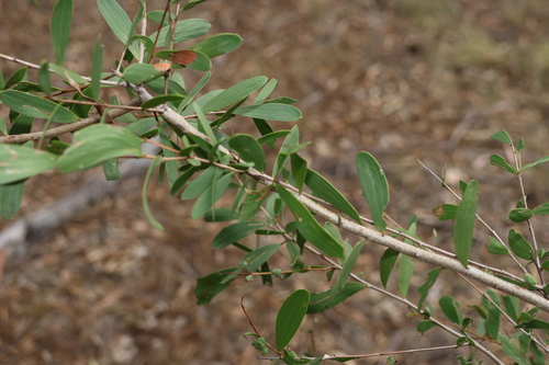 Image of Acacia excelsa by (c) Greg Tasney, some rights reserved (CC BY-SA)