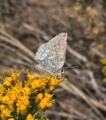 Satyrium semiluna