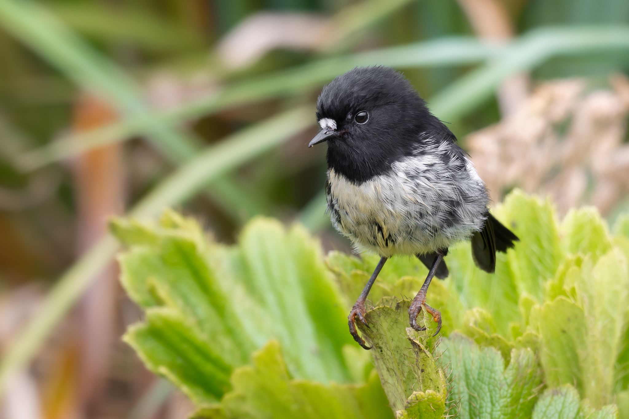 Tomtit (Petroica macrocephala)