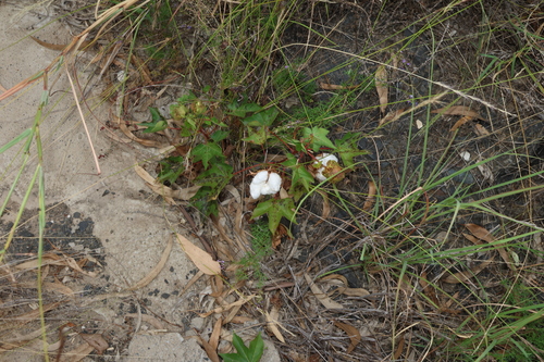 Image of Gossypium hirsutum by (c) Greg Tasney, some rights reserved (CC BY-SA)