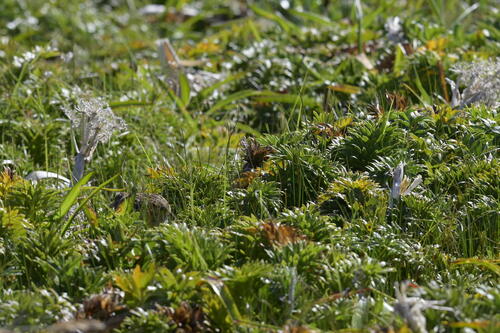 Subantarctic Snipe (Coenocorypha aucklandica), photo 6