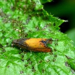 Dichrorampha bittana