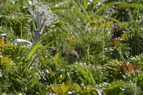 Subantarctic Snipe (Coenocorypha aucklandica), photo 5