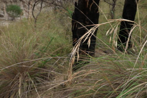Image of Themeda avenacea by (c) Greg Tasney, some rights reserved (CC BY-SA)