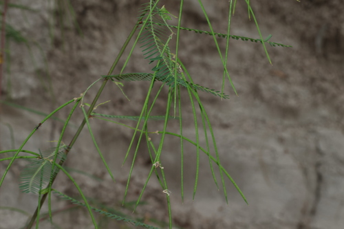 Image of Sesbania cannabina by (c) Greg Tasney, some rights reserved (CC BY-SA)