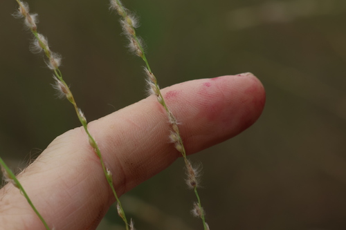 Image of Digitaria brownii by (c) Greg Tasney, some rights reserved (CC BY-SA)
