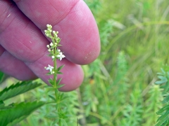 Galium mollugo