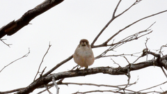 Aphelocephala leucopsis