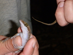 Cyrtodactylus condorensis