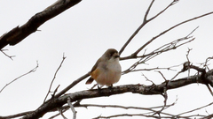 Aphelocephala leucopsis