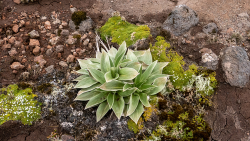 Pleurophyllum hookeri, photograph 5
