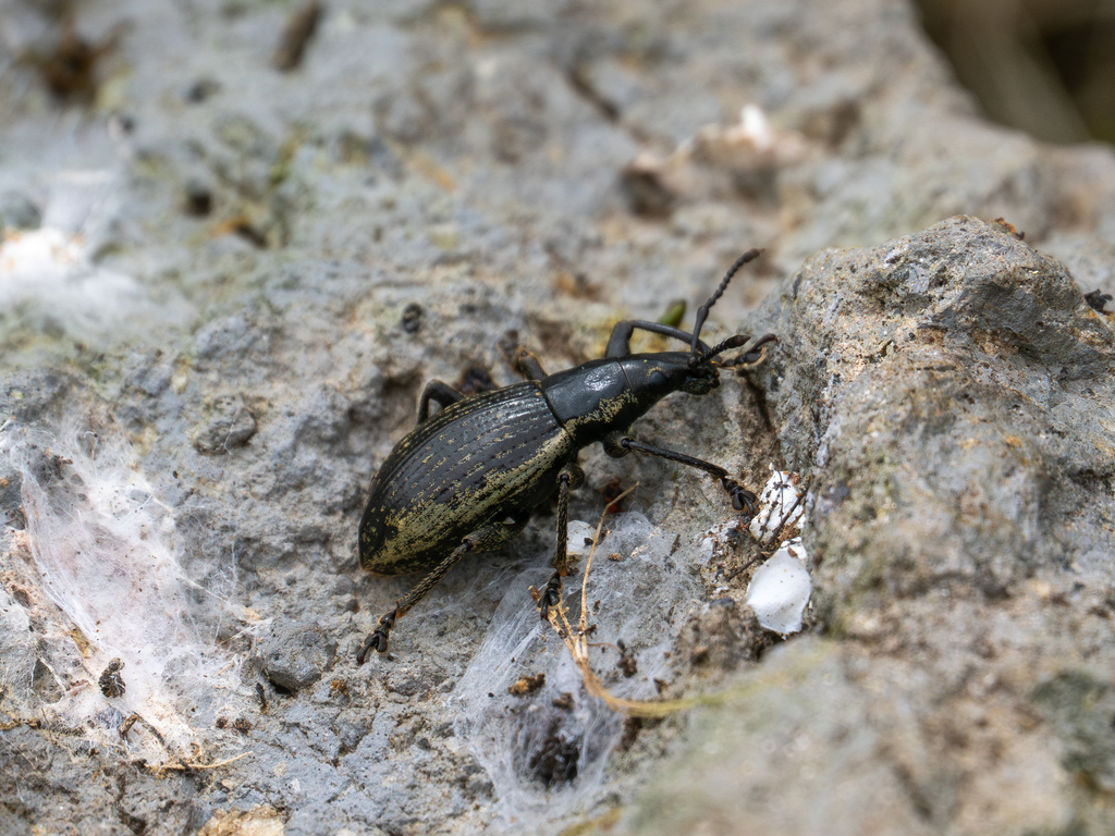 Oclandius cinereus