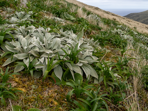 Pleurophyllum hookeri, photograph 4