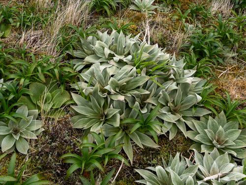 Pleurophyllum hookeri, photograph 3
