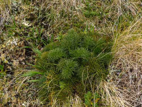 Campbell Island carrot (Anisotome antipoda)