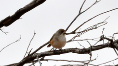 Aphelocephala leucopsis