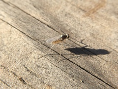 Dactylomyia lateralis