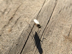 Dactylomyia lateralis