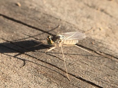 Dactylomyia lateralis