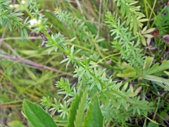 Galium mollugo