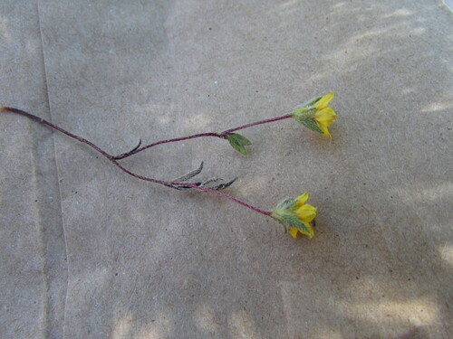 Image of Sanvitalia procumbens by (c) Carlos Martorell, some rights reserved (CC BY)