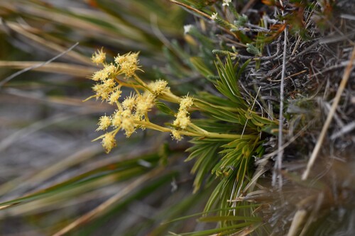 Aciphylla monroi (Aciphylla monroi)