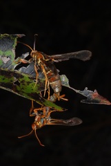 Vitacea polistiformis