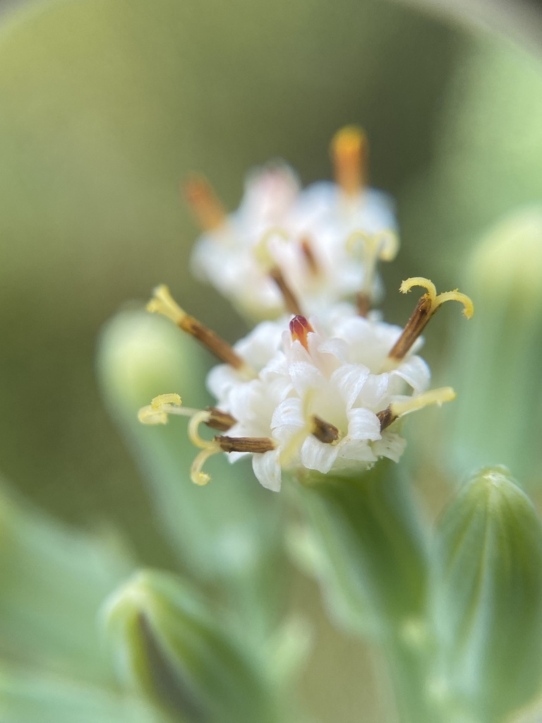 Curio ficoides 3