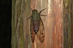 Pomponia backanensis