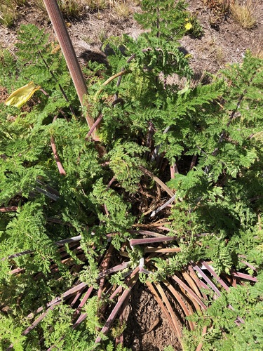 Afrosciadium kerstenii