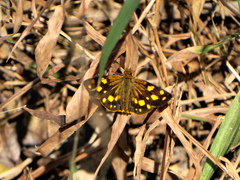Metisella metis paris
