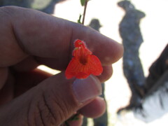 Clinopodium mexicanum