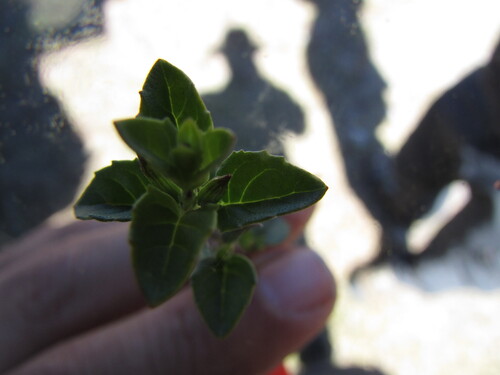 Clinopodium mexicanum, photograph 2
