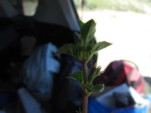 Clinopodium mexicanum, photograph 3