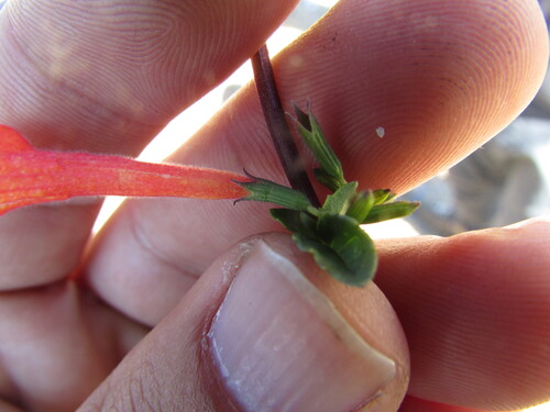 Clinopodium mexicanum, photograph 1