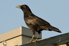 Corvus corone