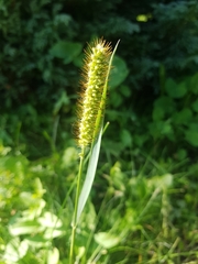 Setaria pumila