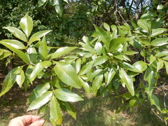 Fraxinus berlandieriana