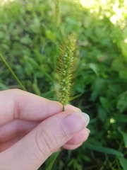 Setaria pumila