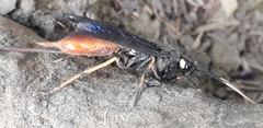 Urocerus cressoni
