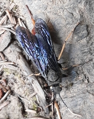Urocerus cressoni