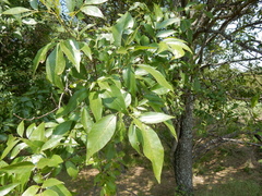 Fraxinus berlandieriana