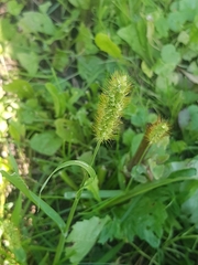 Setaria pumila