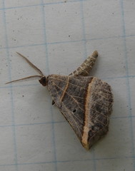 Metanema determinata