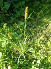 Setaria pumila