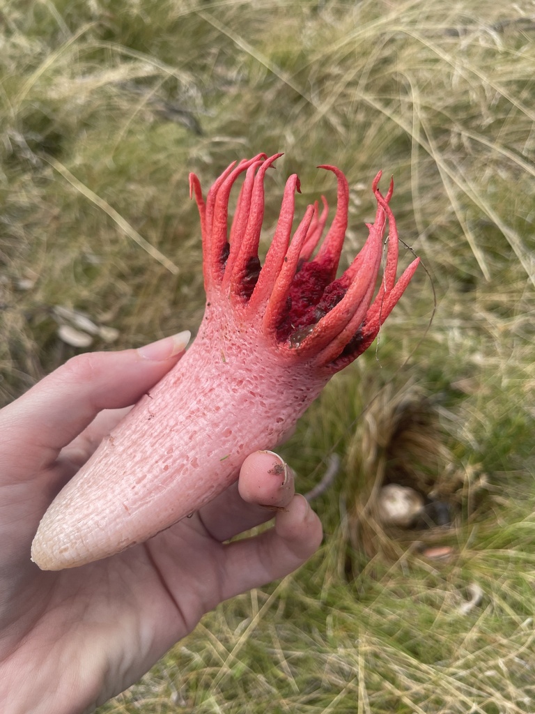 Aseroe rubra · March 2025 · photo: © rosawoodsii (iNaturalist, cc-by)