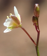 Heliophila pendula