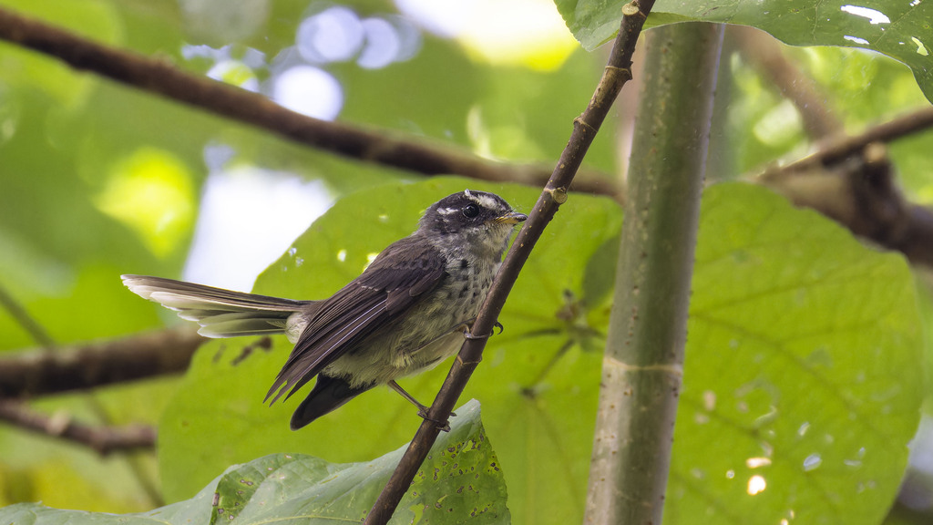 Vanuatu Streaked Fantail (Rhipidura spilodera) photo