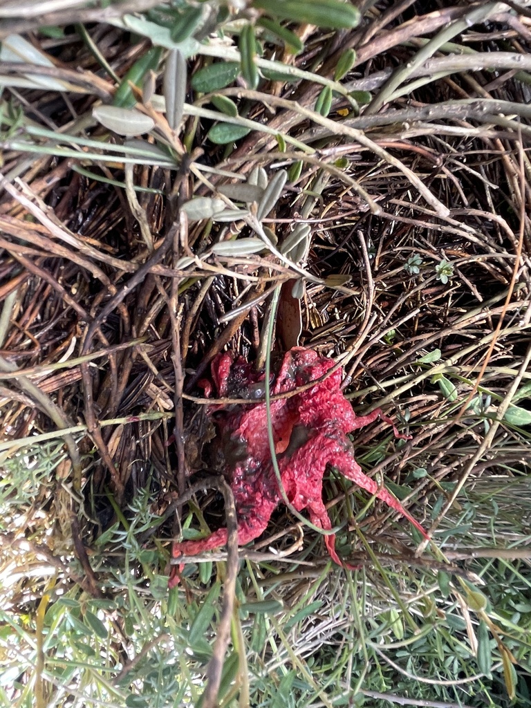 Aseroe rubra · March 2025 · photo: © rosawoodsii (iNaturalist, cc-by)